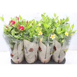 DIPLADENIA PICOLI P14 VARIADO