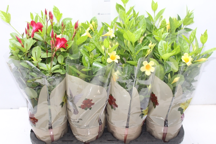 <h4>DIPLADENIA PICOLI P14 VARIADO</h4>