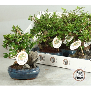 BONSAI GEM