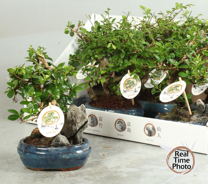 <h4>BONSAI GEM</h4>