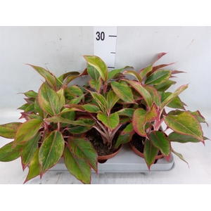 Aglaonema  'Crete'