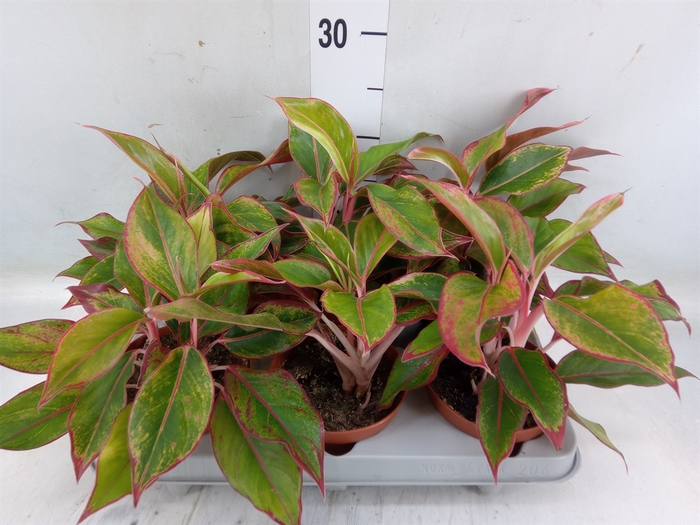 <h4>Aglaonema  'Crete'</h4>