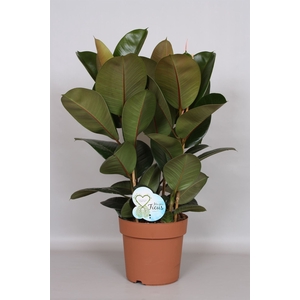 Ficus elastica 'Robusta'