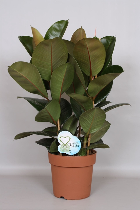 <h4>Ficus elastica 'Robusta'</h4>