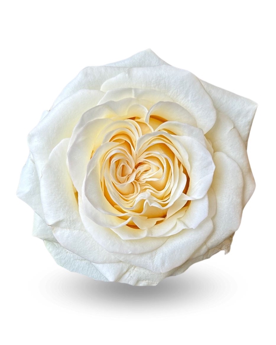 <h4>R Gr Moonlight</h4>