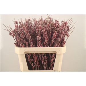 Salix G Pink Cushion