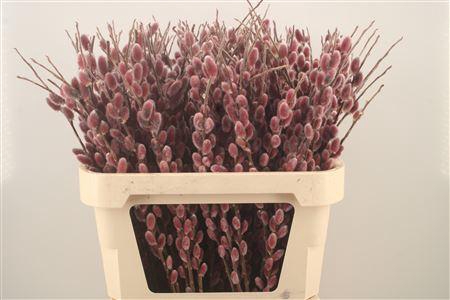 <h4>Salix G Pink Cushion</h4>