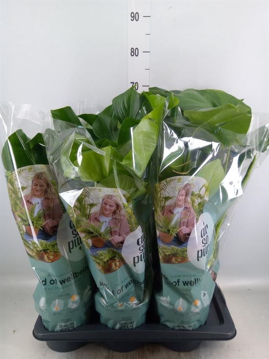 <h4>Monstera delic.</h4>