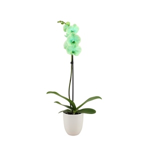 Hugo White Phal I Am Green 1T9+