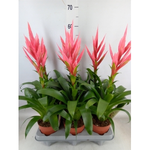 Tillandsia  'Ziva'