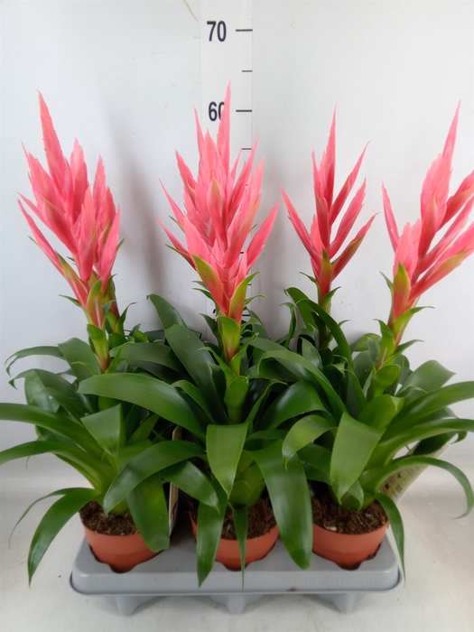 <h4>Tillandsia  'Ziva'</h4>