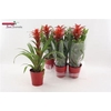 Guzm Allura In Rood Keramiek Pot