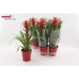Guzm Allura In Rood Keramiek Pot