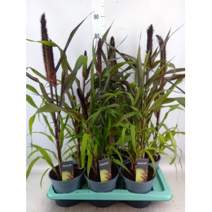 Pennisetum glauc. 'Purple Baron'