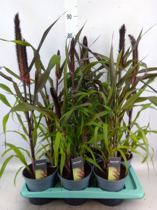 <h4>Pennisetum glauc. 'Purple Baron'</h4>