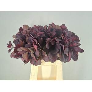 Cotinusblad Royal Purple