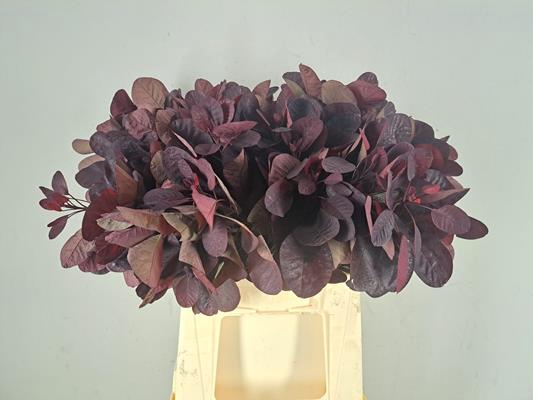 Cotinusblad Royal Purple