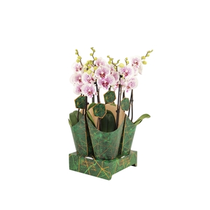 Signature Golden Nature Cover Phal Bounty 2T16+