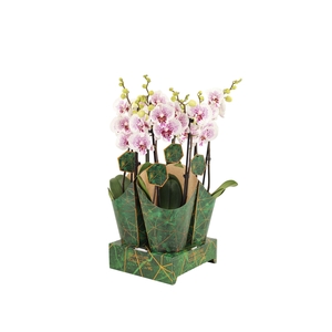 Signature Golden Nature Cover Phal Bounty 2T16+