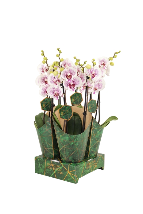 <h4>Signature Golden Nature Cover Phal Bounty 2T16+</h4>