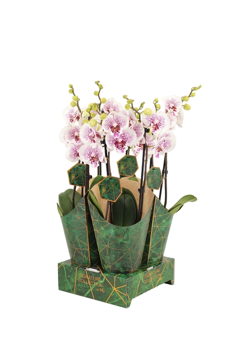 <h4>Signature Golden Nature Cover Phal Bounty 2T16+</h4>