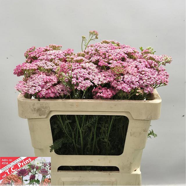 <h4>Achillea bianca classic</h4>