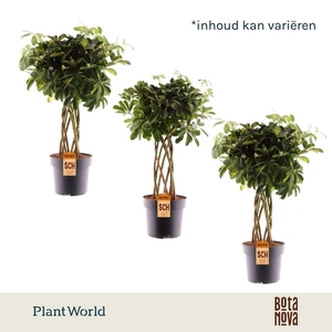 Schefflera