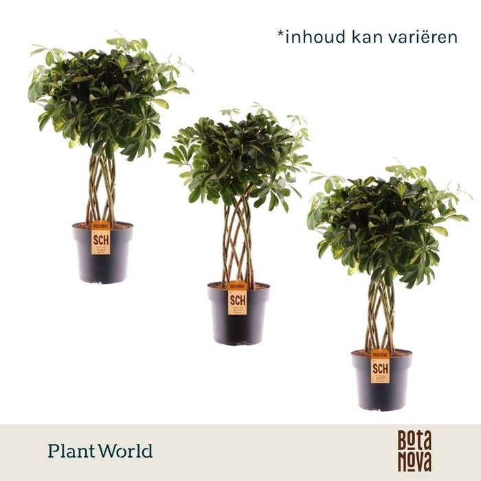 <h4>Schefflera</h4>