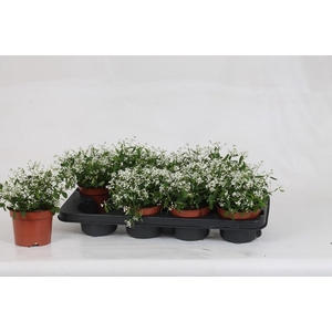 EUPH LOREEN COMP WHI