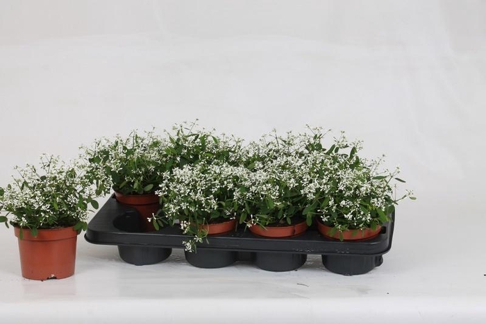 <h4>EUPH LOREEN COMP WHI</h4>