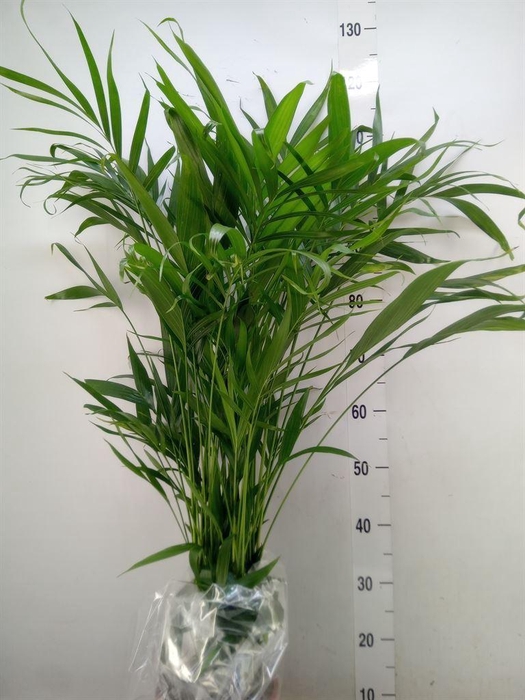 <h4>Dypsis lutescens   ...Chrysalidoca</h4>