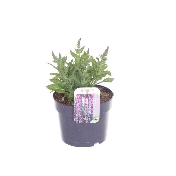 <h4>Salvia nemorosa Sens comp Deep Blue</h4>