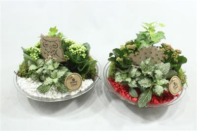 <h4>5523 GLAS 28 RD/WIT</h4>