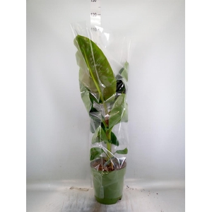 Musa  'Dwarf Cavendish'