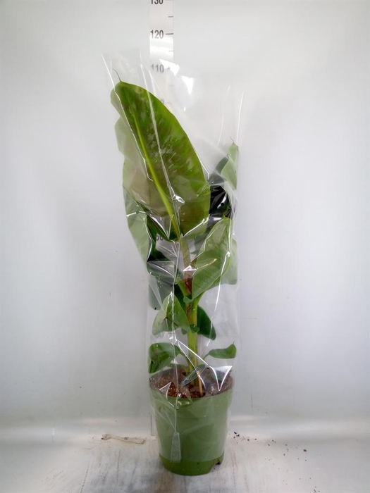 <h4>Musa  'Dwarf Cavendish'</h4>