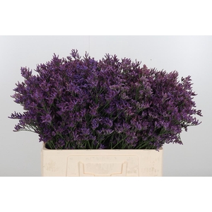 Lim Piuma Dark Blue