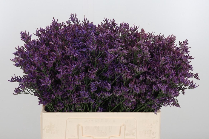 <h4>Lim Piuma Dark Blue</h4>