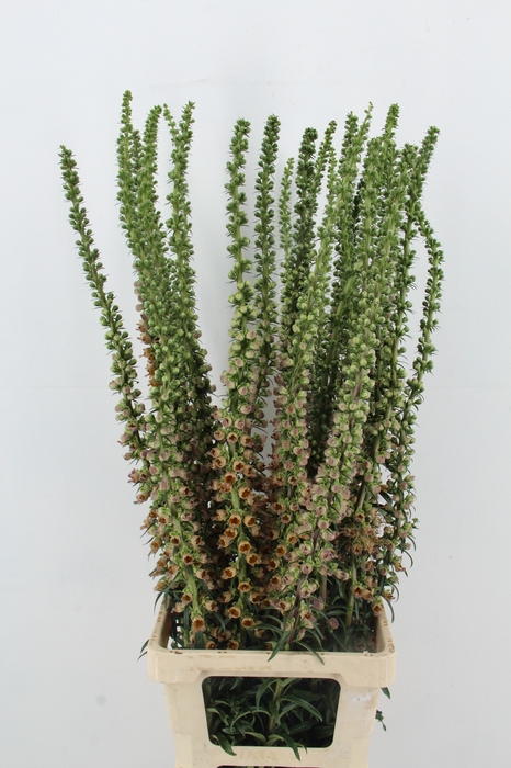 <h4>DIGITALIS PARVIFLORA</h4>
