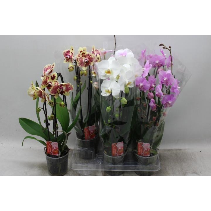 <h4>PHAL EL CASCADE</h4>