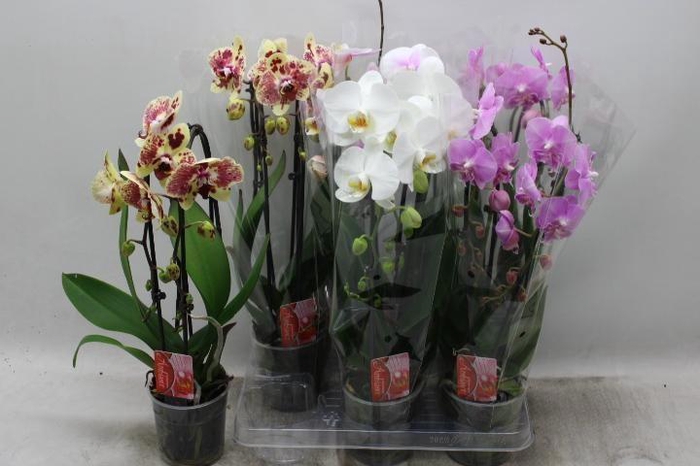 PHAL EL CASCADE