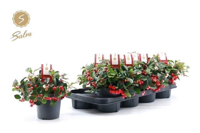 <h4>GAULTH PR BIG BERRY</h4>