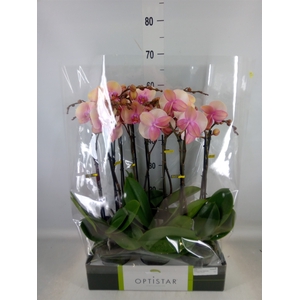 Phalaenopsis   ...rose