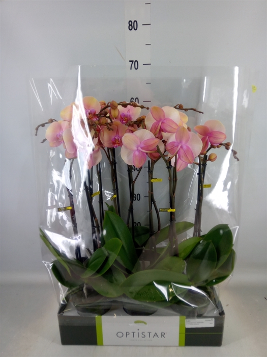 <h4>Phalaenopsis   ...rose</h4>
