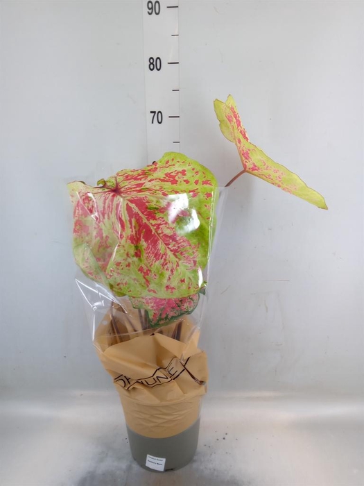 <h4>Caladium   ...</h4>