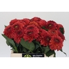 Dahlia Orange Fox