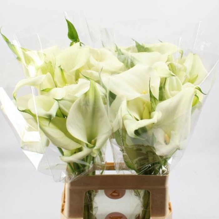 <h4>CALLA  'CAPTAIN VENTURA'</h4>