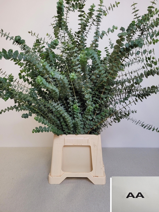 <h4>EUC BABY BLUE PB EXTRA</h4>