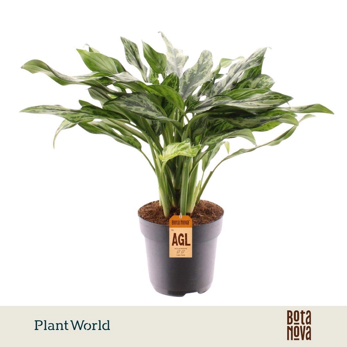 <h4>Aglaonema Juliette</h4>