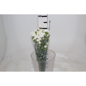 CRAVO SPRAY 050 CM BRANCO