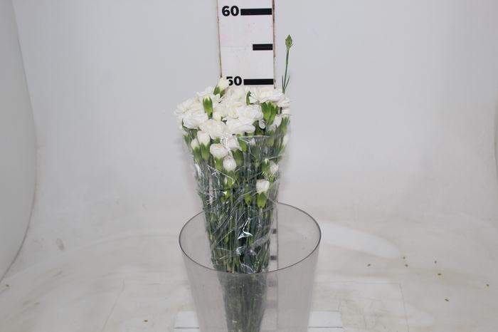 <h4>CRAVO SPRAY 050 CM BRANCO</h4>